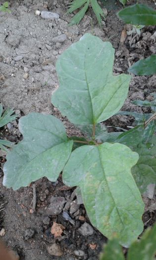 20150918_192223; cine poate spune ce planta e?

