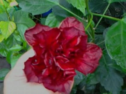 Floarea nu se deschide în totalitate