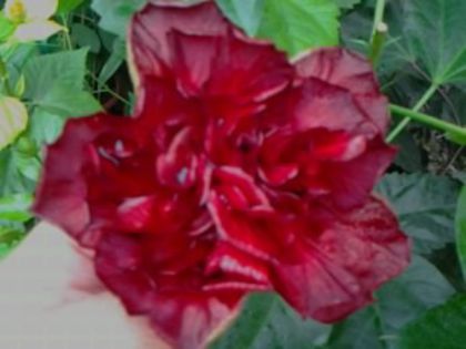 Fotografie7901 - Hibiscusi 1