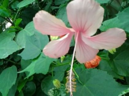 Fotografie7841 - Hibiscusi 1