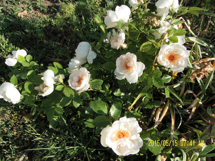 Jacqueline du Pre (2) - Trandafiri 2015