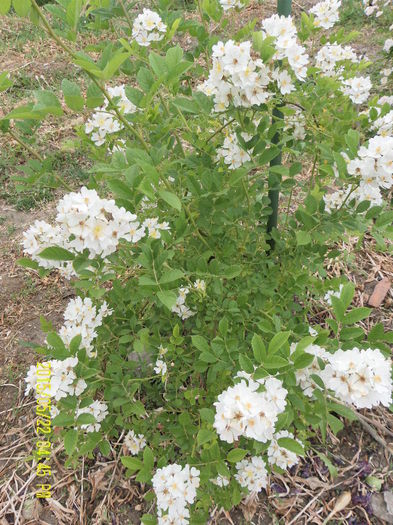 Rosa Multiflora
