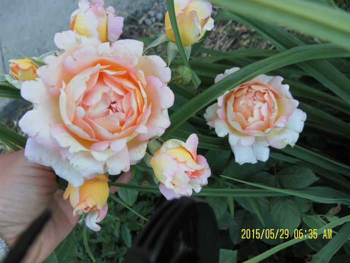 Rose de Cisterciens