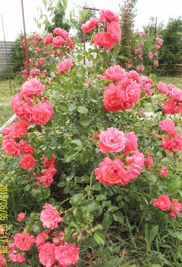 Gardenfreude