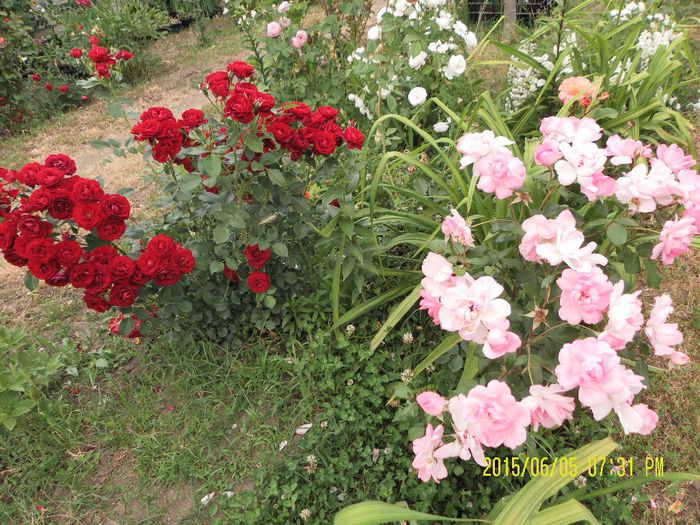 Coeur de Vendee si Centenaire de Lourde Rose