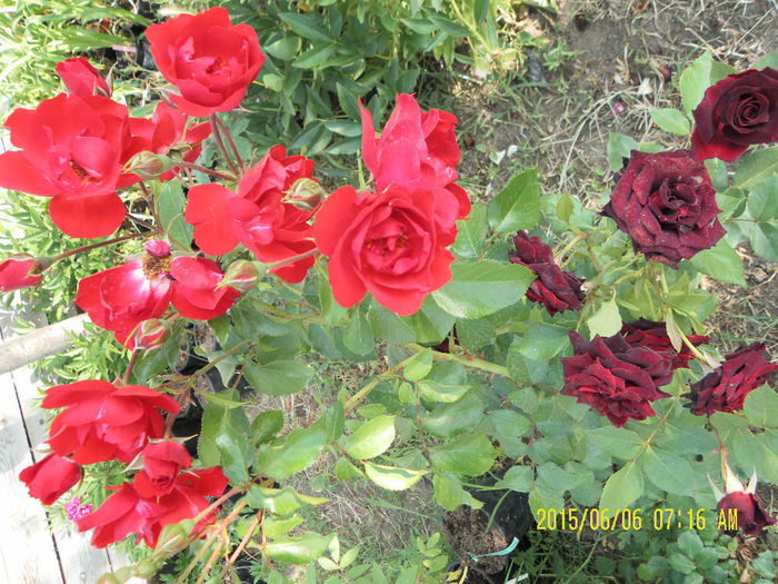 Centenaire de Lourde Rouge si Black Baccara