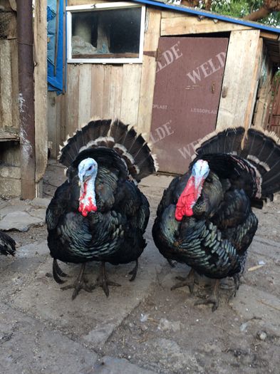 2 curcani Big