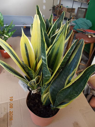 gold flame - Colectie sansevieria