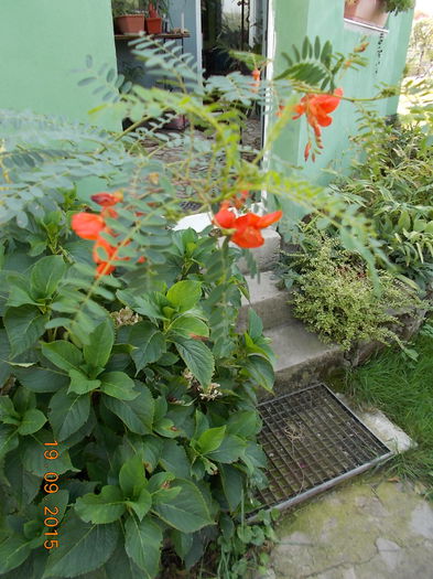 sesbania - vara 2015