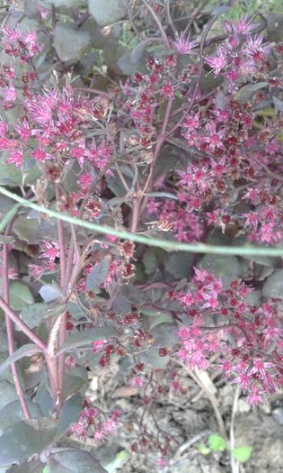 20150919_182140 - martori  in timp