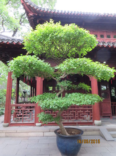 IMG_4327 - China 4_Shanghai