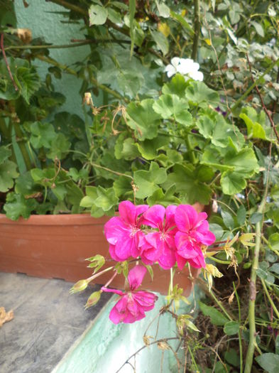 DSC04901
