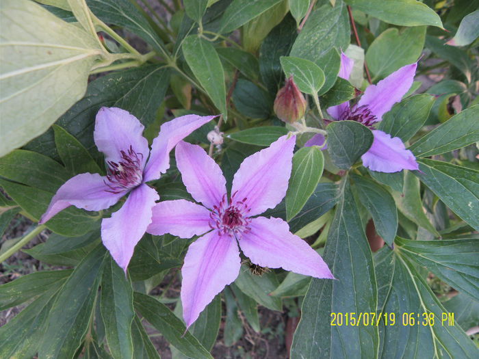 Indigo Double Rosea - Clematite 2015