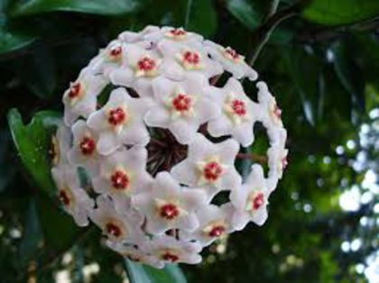 hoya carnosa