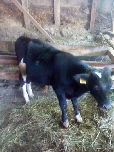 taurasul celei holstein