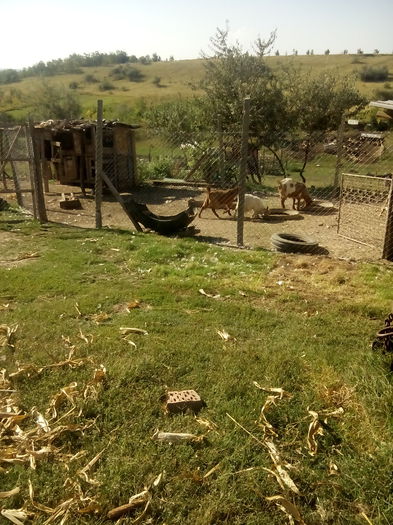 capre care imi mananca hrana pasarilor