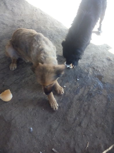 cateii care intorc stana