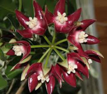 hoya imperialis poza net