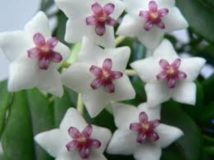 Hoya lanceolata subsp bella poza net