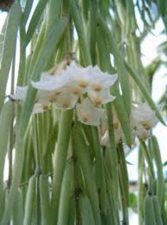 Hoya Liniaris poza net