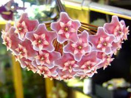 Hoya pubicalix silver pink poza net
