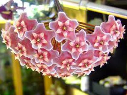 Hoya pubicalix silver pink poza net - m Hoya pubicalix silver pink