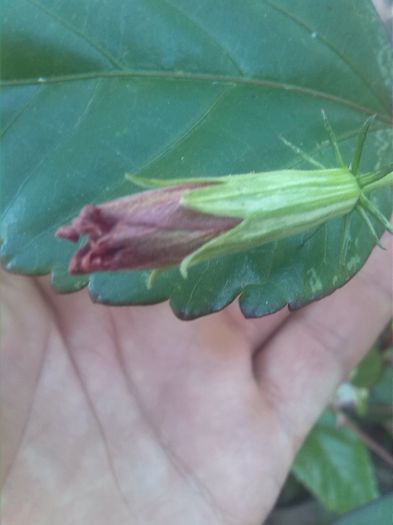 IMG_20150920_125112 - hibiscus surinam