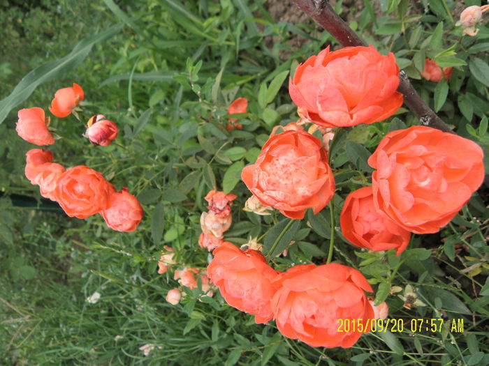 Orange Morsdag - Trandafiri 2015