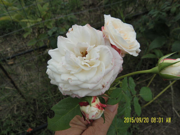 Eliane Gillet - Trandafiri 2015