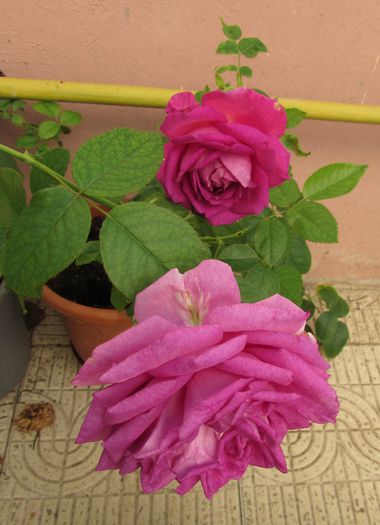 village-de-saint-yrieix rose