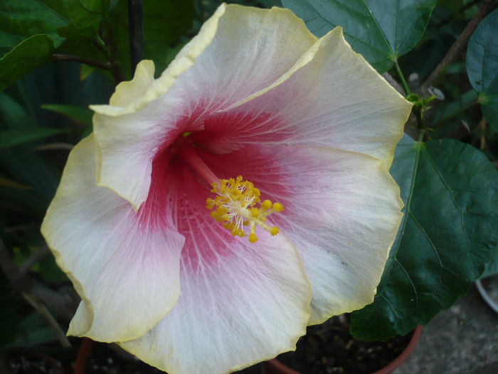 Tahitian Magenta