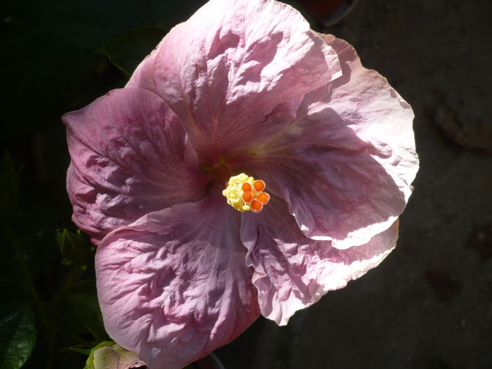 P1240181