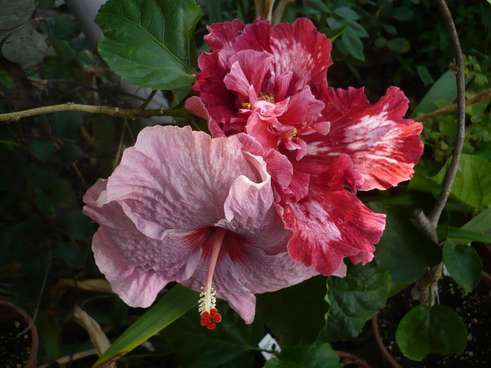 P1240191