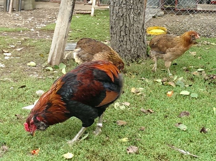 IMAG0078 - Araucana Potarnichiu 2016