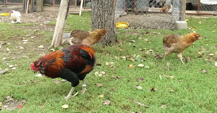 IMAG0079 - Araucana Potarnichiu 2016