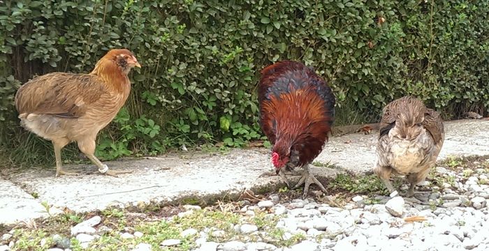 IMAG0104 - Araucana Potarnichiu 2016