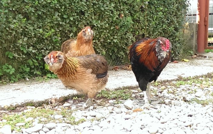 IMAG0109 - Araucana Potarnichiu 2016