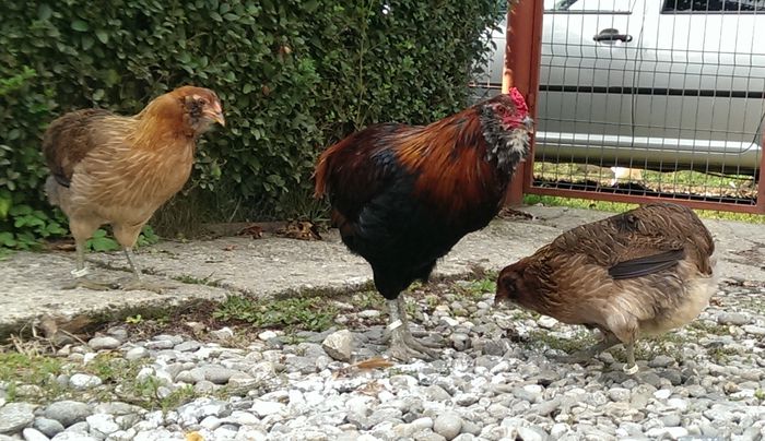 IMAG0111 - Araucana Potarnichiu 2016