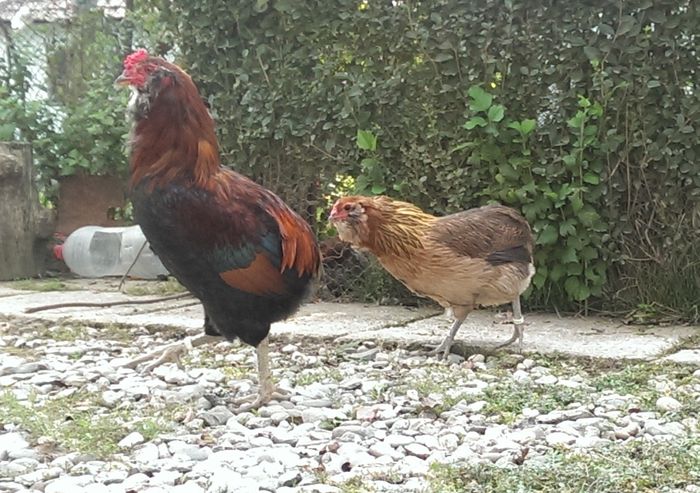 IMAG0137 - Araucana Potarnichiu 2016