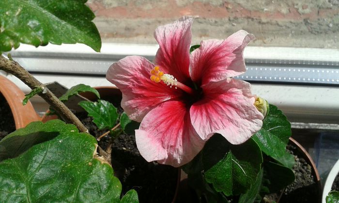 IMG-20150920-WA0005 - HIBISCUS PINK DREAM