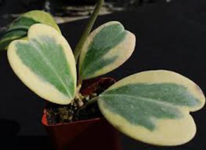 hoya kerri albomarginata