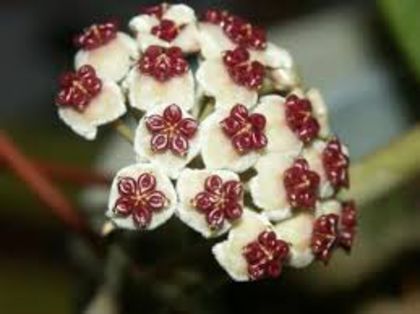 hoya kerri albomarginata poza net