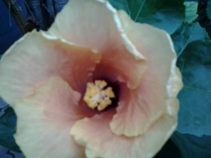 Moreea master green—dimineața