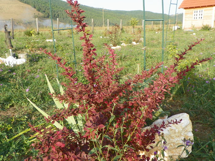 berberis Golden Ring - z-Dobarland 2015