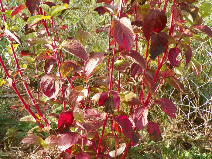 cornus alba sibirica - z-Dobarland 2015