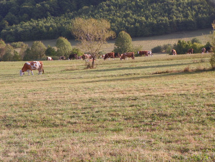 19 sept (28) - z-Dobarland 2015