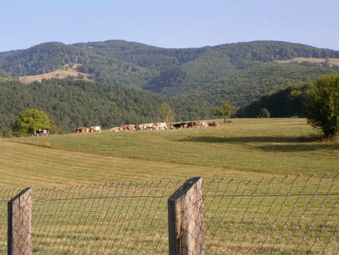 19 sept (29) - z-Dobarland 2015