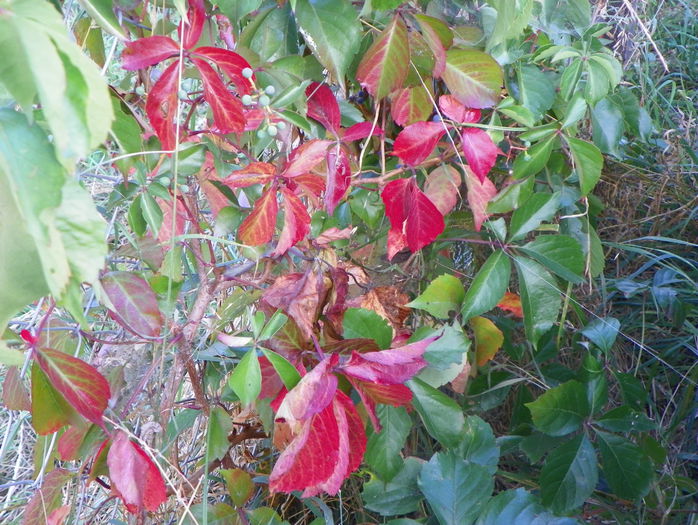 parthenocissus quinquefolia - z-Dobarland 2015