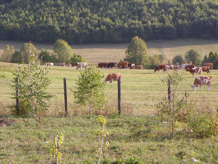 19 sept (38) - z-Dobarland 2015