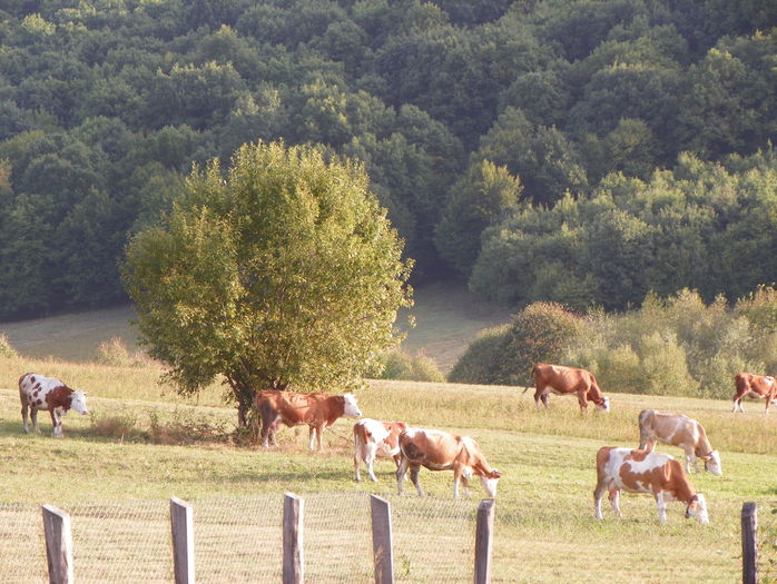 19 sept (39) - z-Dobarland 2015